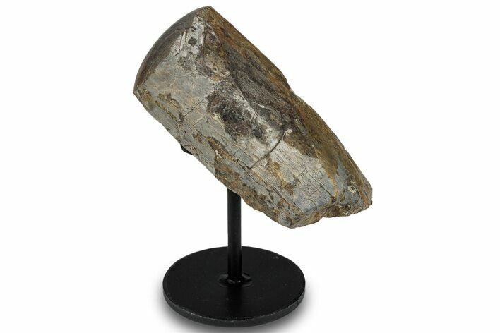 Polished Fossil Theropod Rib Section w/ Metal Stand - Gembone #294832